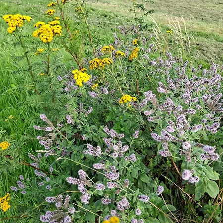 Haus Rottkaeppchen 度假居