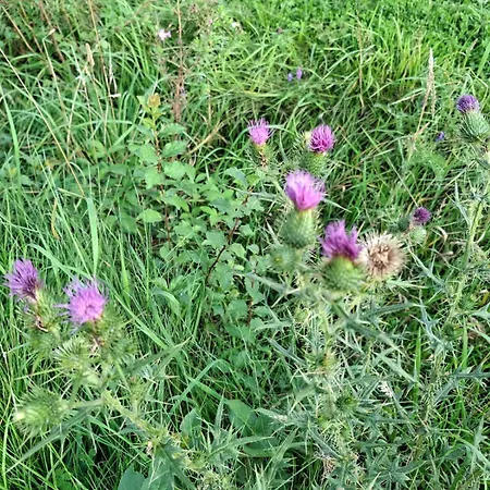 Haus Rottkaeppchen *