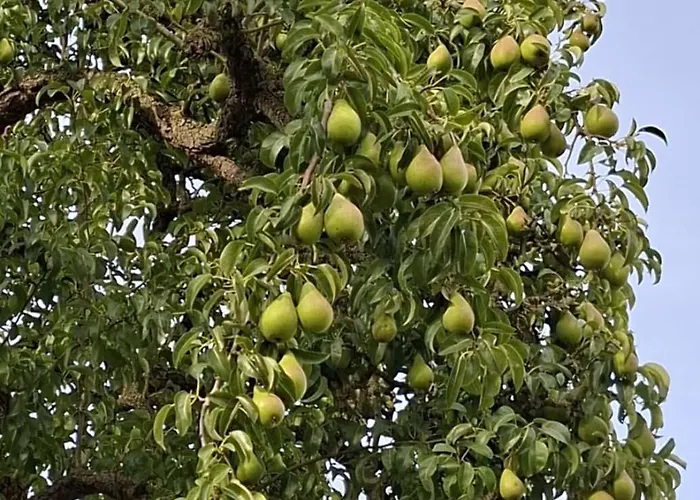 Haus Rottkaeppchen *