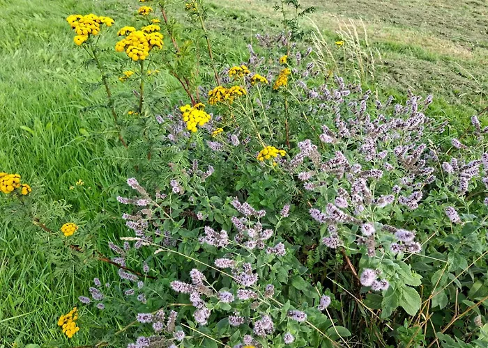 Haus Rottkaeppchen 度假居