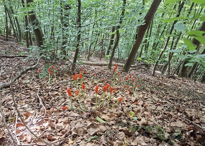 Haus Rottkaeppchen 度假居 埃克斯特塔尔