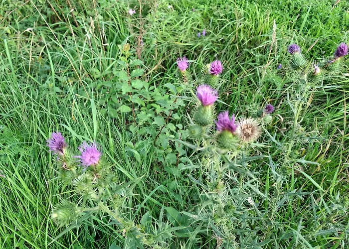 Haus Rottkaeppchen *